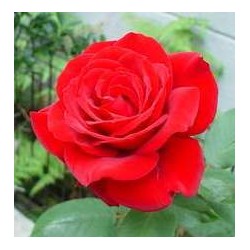 ROUGE MEILLAND ROSE