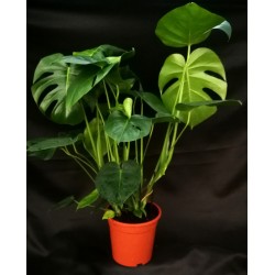 MONSTERA ( PHILODENDRON )
